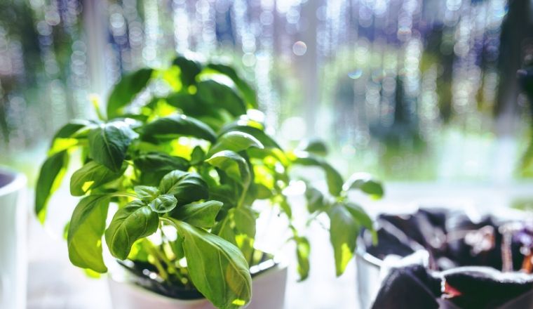 10 piante aromatiche facili da coltivare anche in appartamento