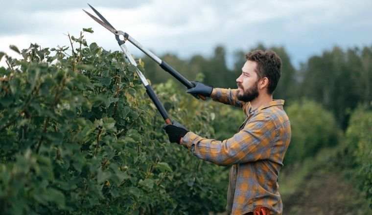 Come potare le piante: 8 consigli per ottenere una crescita più rigogliosa