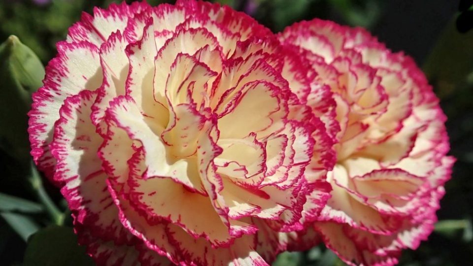 Ecco il significato e da cosa derivano i nomi di 10 fiori bellissimi