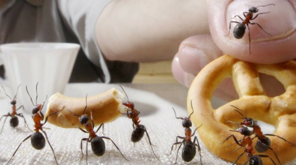 Formiche: come tenerle lontano con 3 soluzioni naturali
