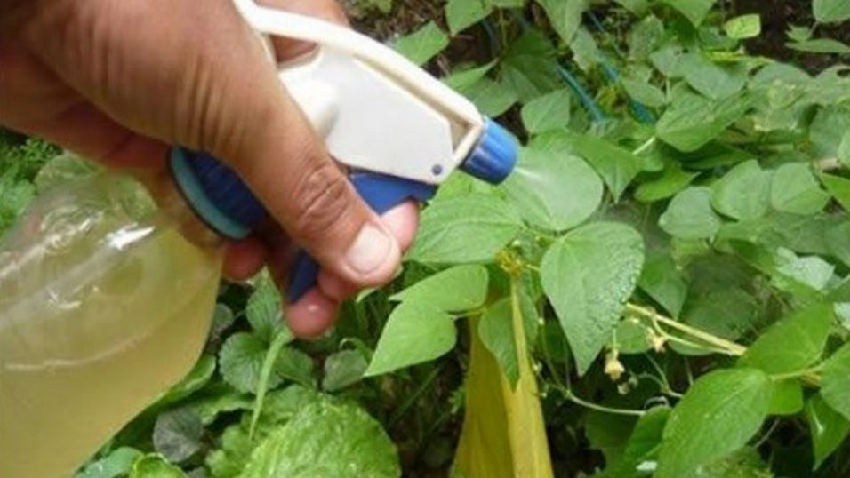 Alcol d’Aglio: Come realizzare un insetticida naturale super efficace