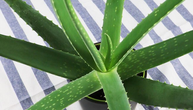 Aloe: come coltivarla in casa