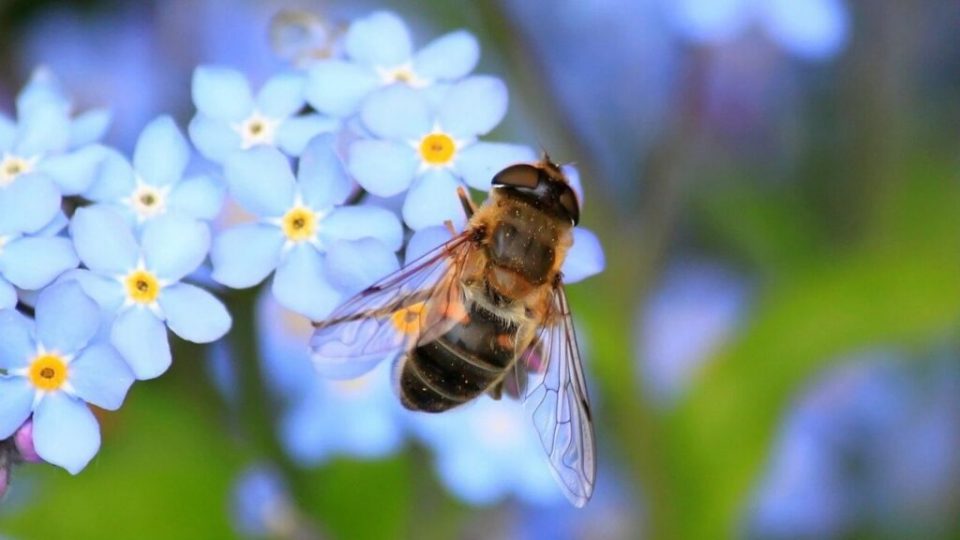 Emergenza api: 15 fiori da tenere sul balcone per salvarle