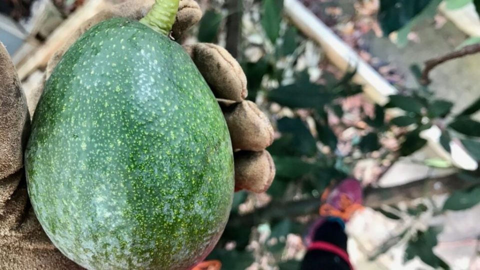 Avocado: come far nascere l’albero dal seme del frutto