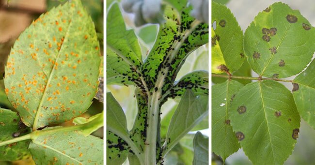 Parassiti e afidi: 10 rimedi naturali per dire loro addio