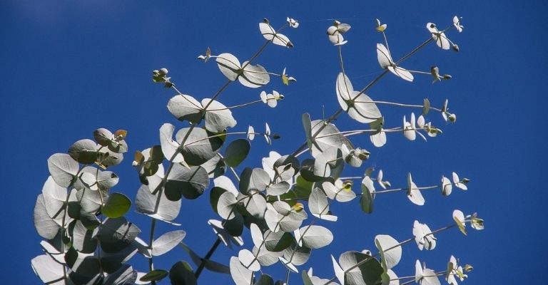 Come coltivare l’eucalipto: la profumatissima pianta australiana