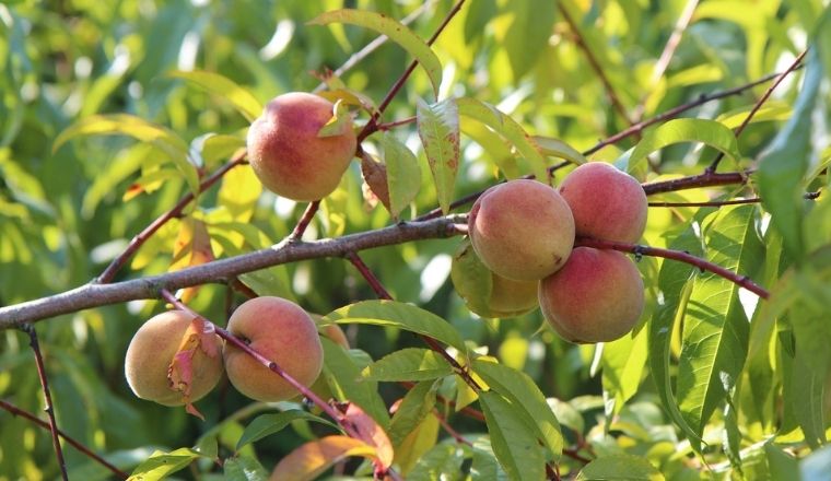 Alberi da frutto: come coltivare il pesco in giardino e in vaso