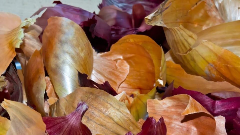 Come creare un fertilizzante naturale per le piante con le buccia della cipolla