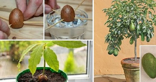 Come piantare l’avocado a casa, partendo da un seme, per averne una scorta infinita