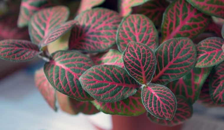 Fittonia: come curare e coltivare questa bellissima pianta da interni