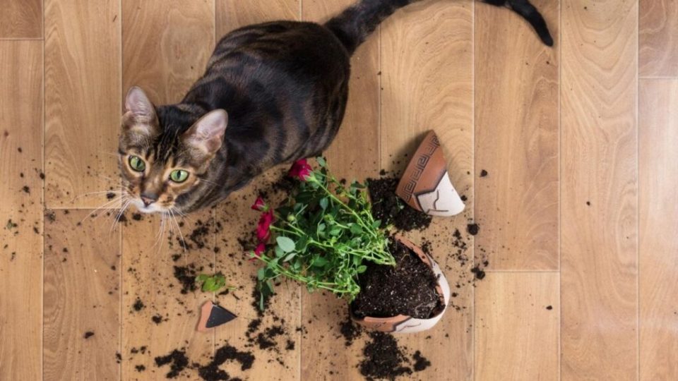 Piante danneggiate dagli animali domestici: cosa fare per evitarlo