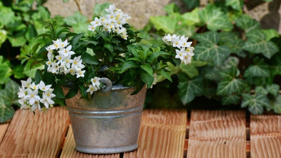 10 piante per la casa che hanno un potere rilassante