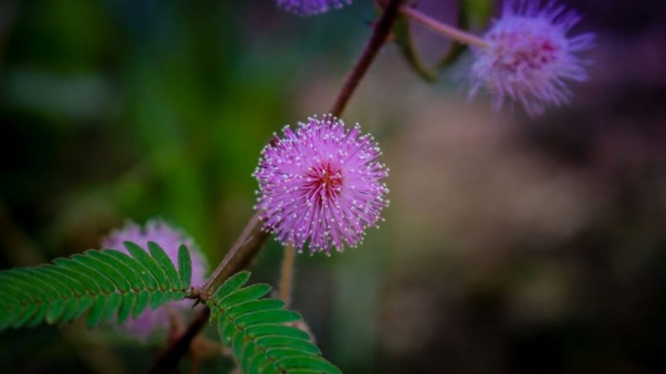 Mimosa Pudica: semina, coltivazione e fioritura della pianta dai mille sensi