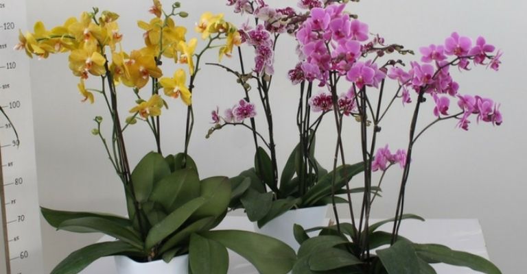 10 consigli che hanno fatto rifiorire le mie orchidee