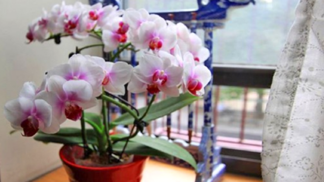 Orchidee: 10 consigli semplici ed efficaci per farle rifiorire