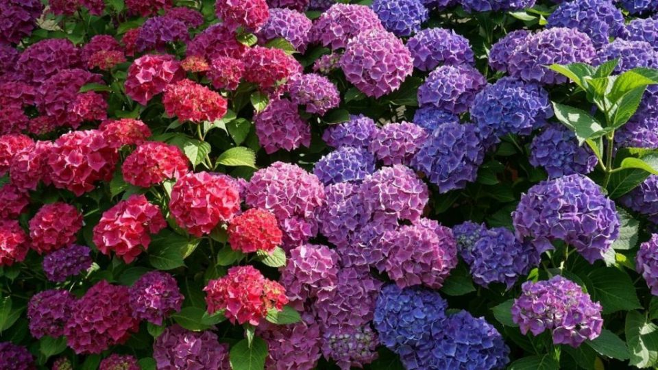 Ortensia: come coltivare questo fiore, adatto ad ogni tipo di pollice