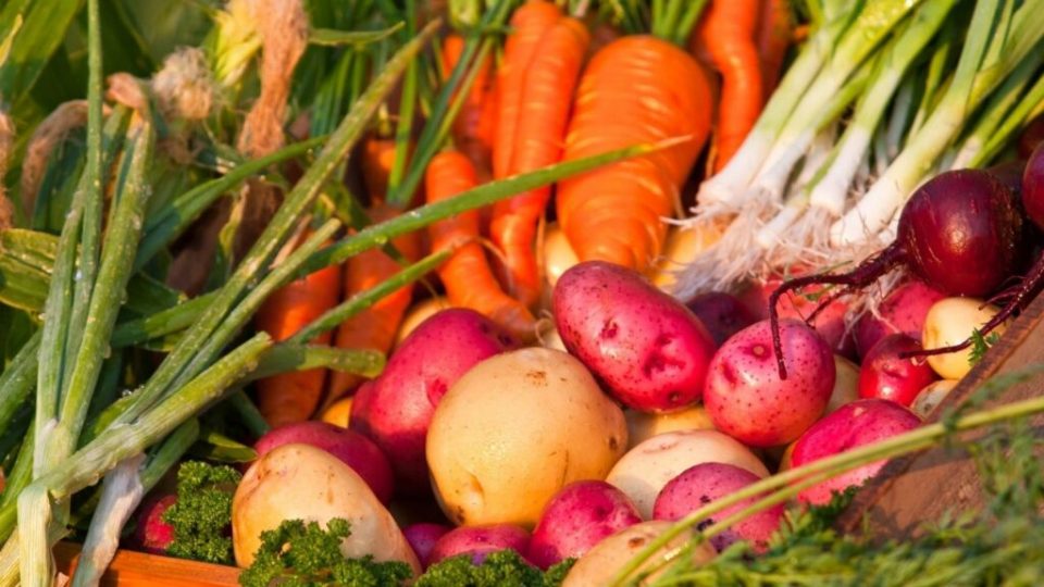 Orto autunnale: cosa piantare in giardino e in vaso in questa stagione