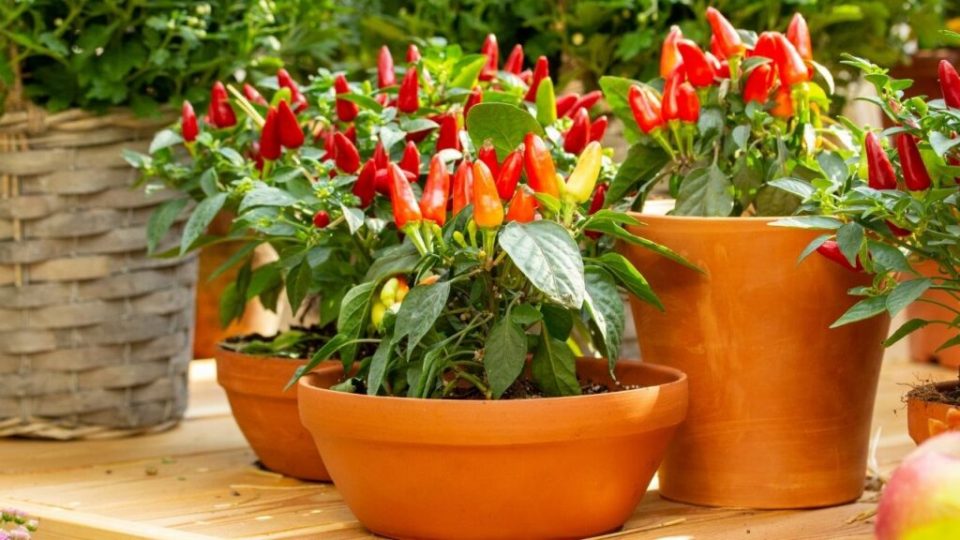 Come coltivare il peperoncino in vaso senza commettere errori
