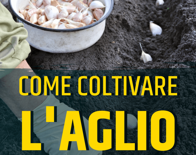 Come coltivare l’aglio in casa o in giardino