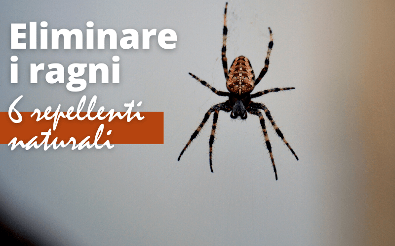 Eliminare i ragni da casa: 6 repellenti naturali