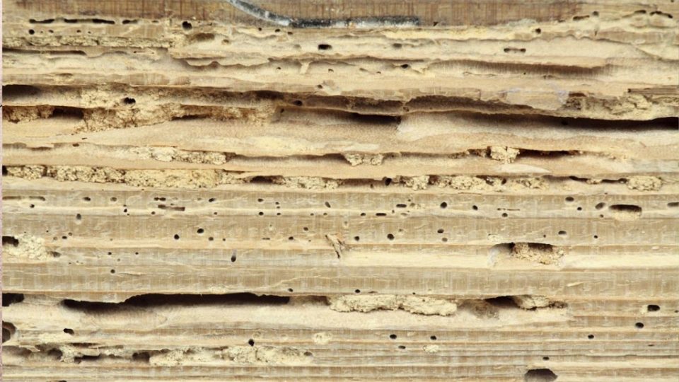 Tarli: 10 rimedi naturali per combatterli e proteggere i vostri mobili