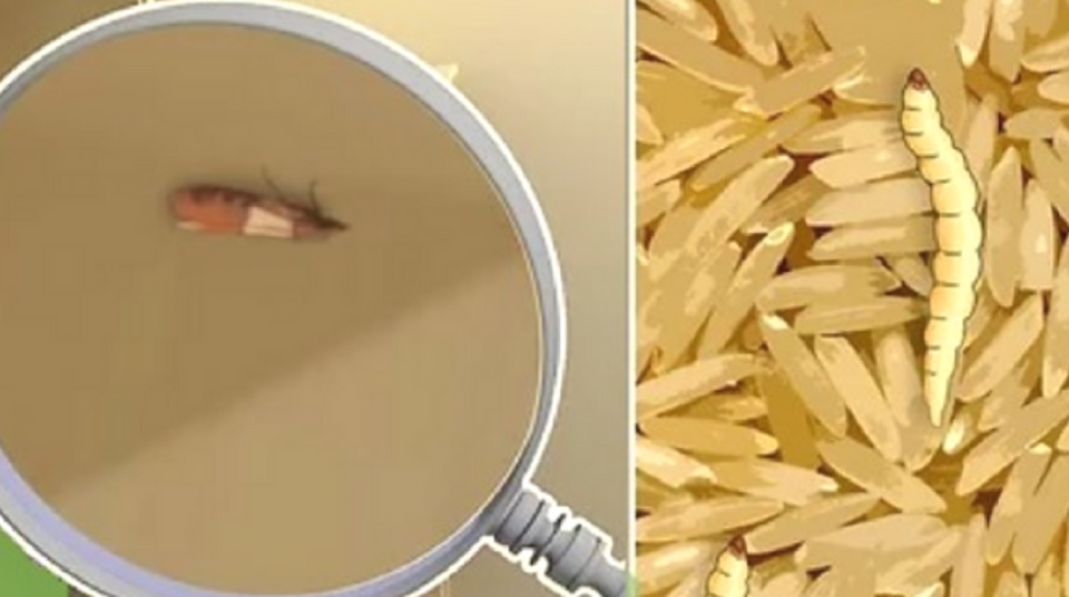 Tarme del cibo: ecco come sbarazzarvene subito