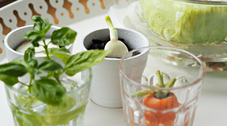 Come ripiantare 10 verdure per averne sempre a disposizione